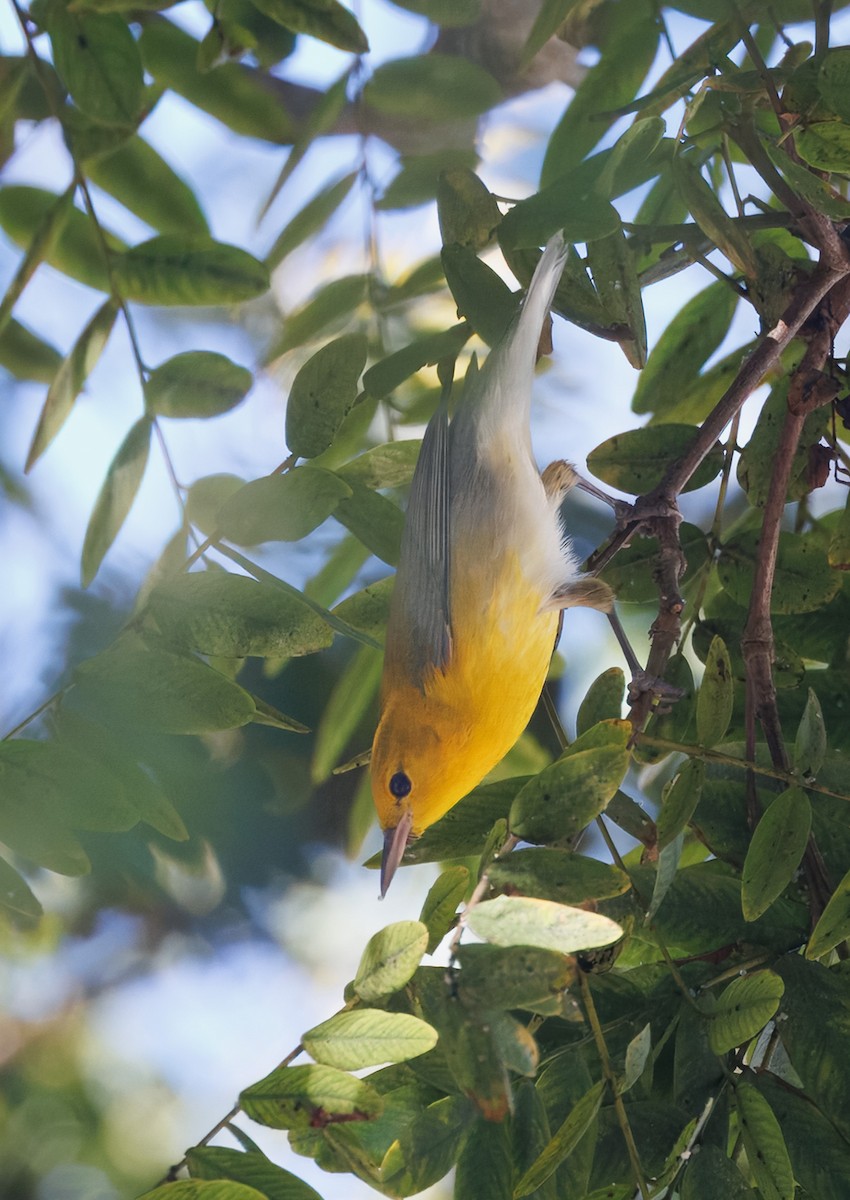 Prothonotary Warbler - ML646536787