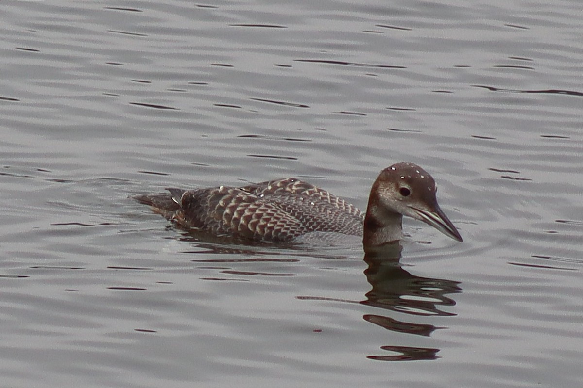 Strolaga maggiore - ML646536788