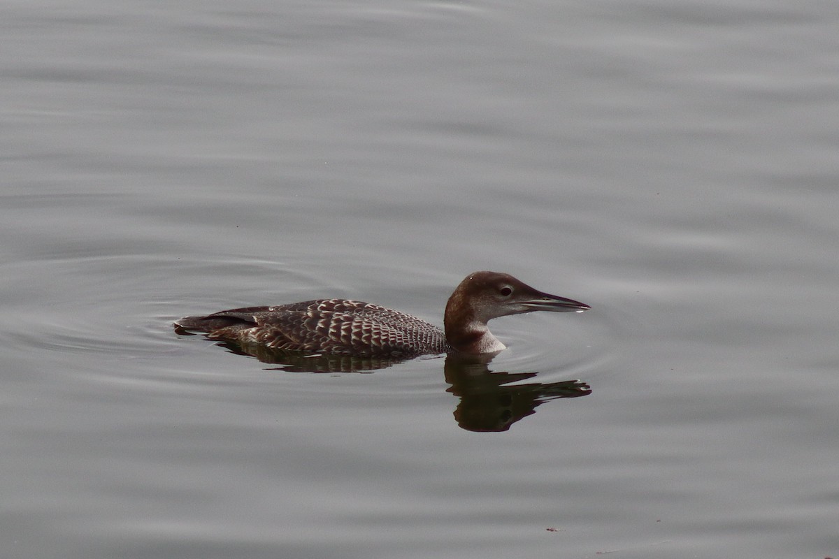 Strolaga maggiore - ML646536789