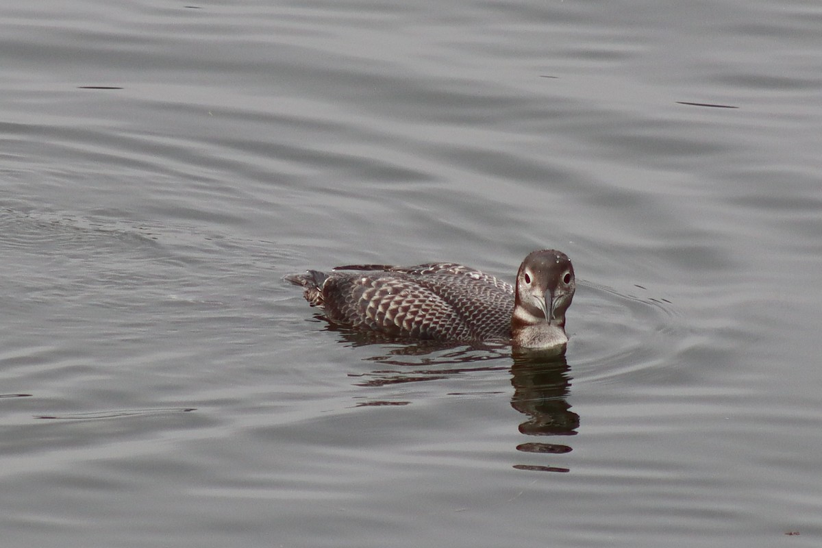 Strolaga maggiore - ML646536790