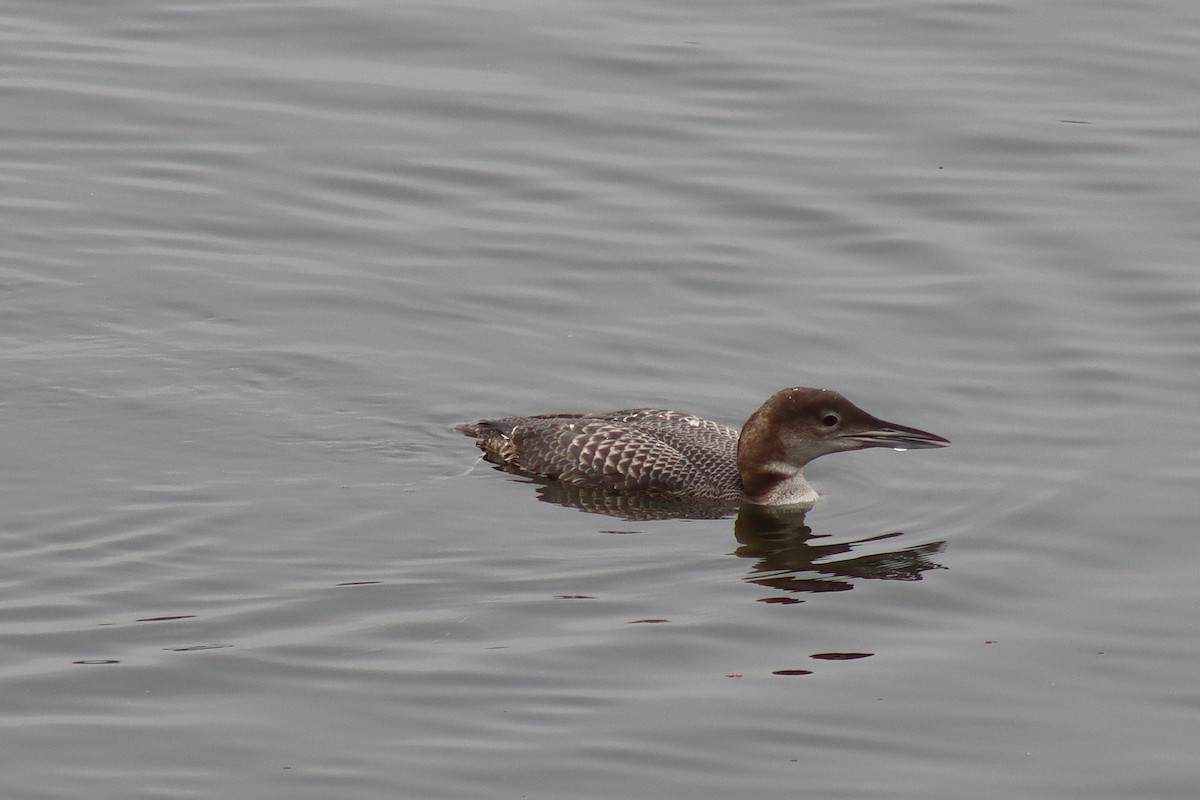 Strolaga maggiore - ML646536791