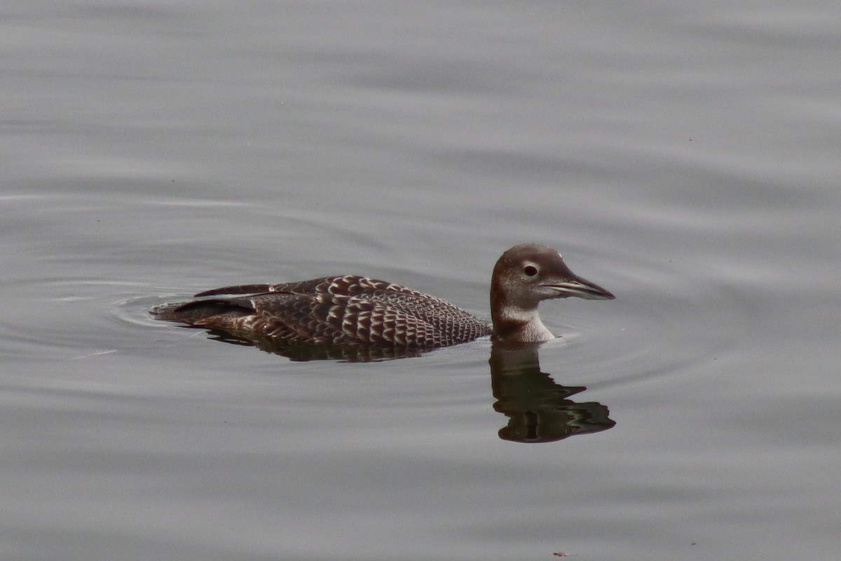 Strolaga maggiore - ML646536792