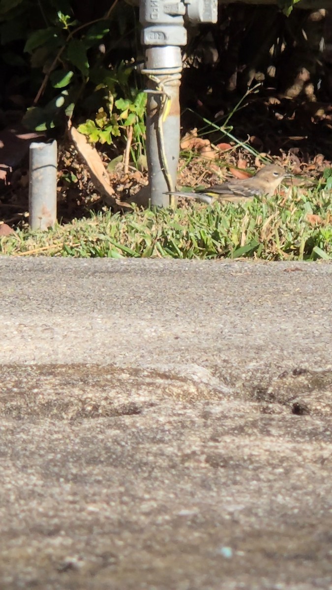 Yellow-rumped Warbler - ML646536793