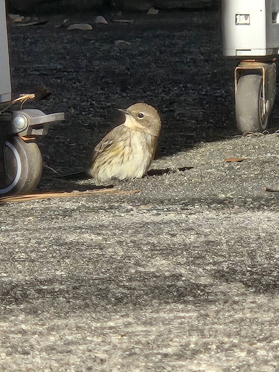 Yellow-rumped Warbler - ML646536794