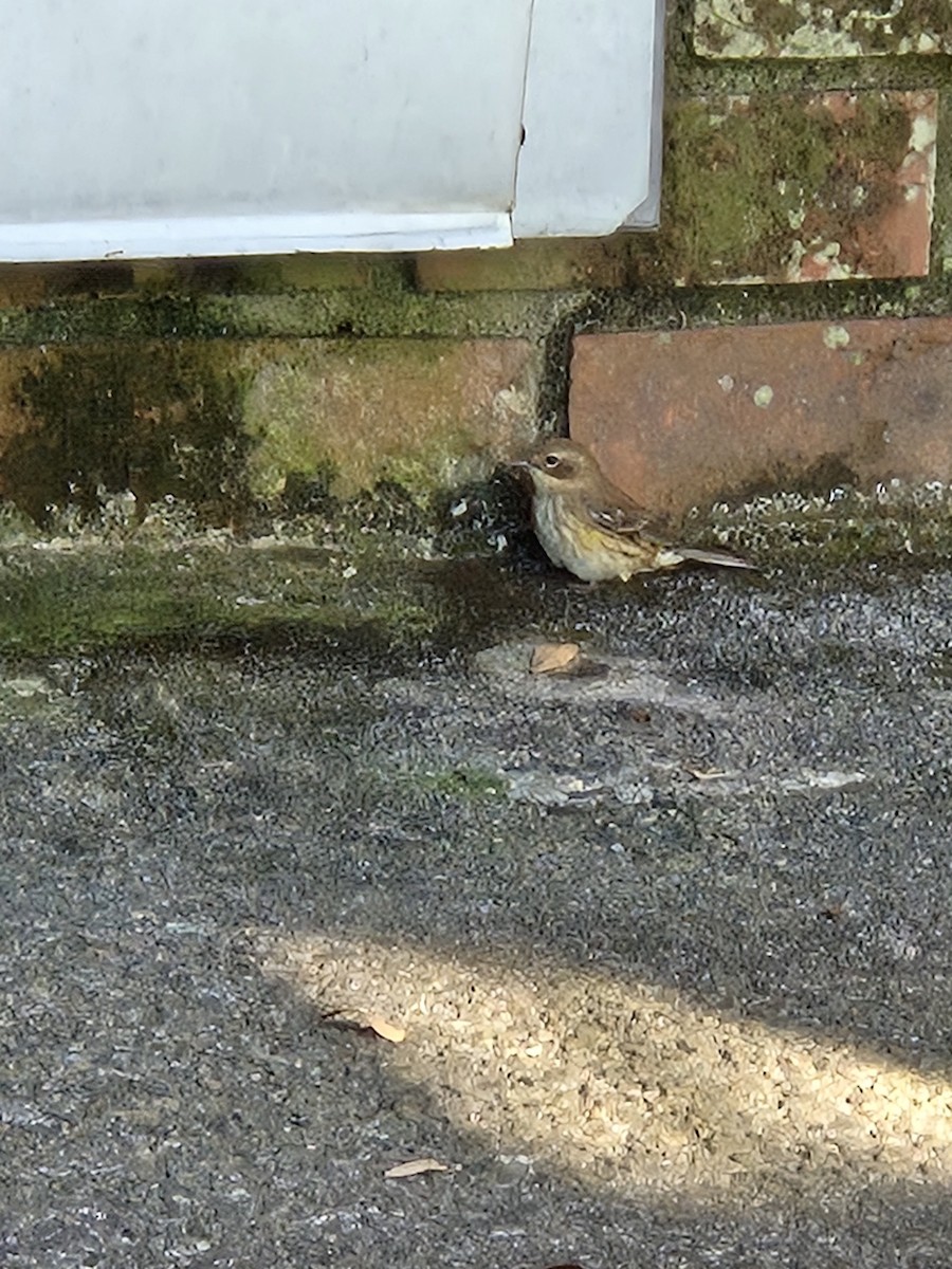 Yellow-rumped Warbler - ML646536795