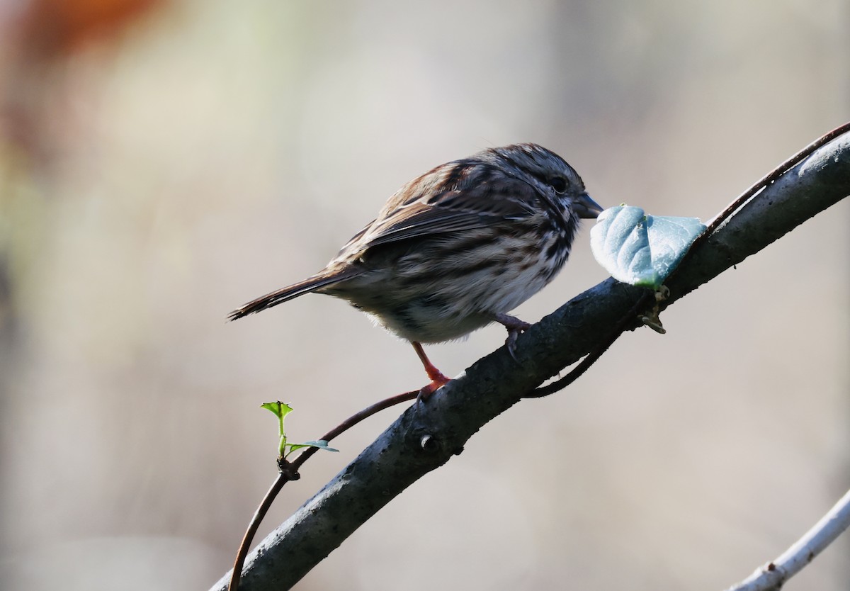 Song Sparrow - ML646536796