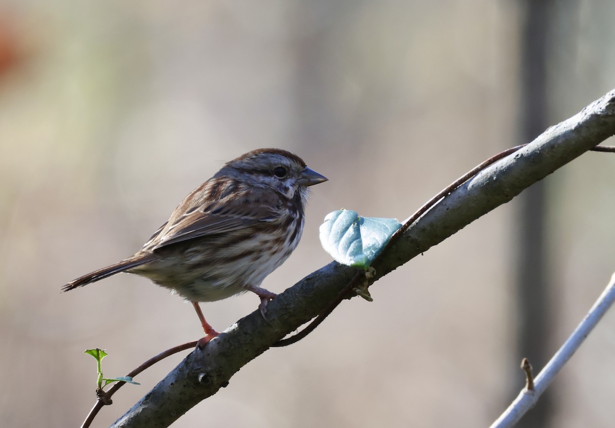 Song Sparrow - ML646536797