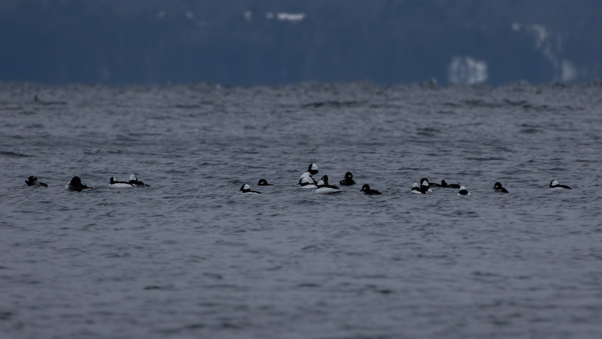 Bufflehead - ML646536800