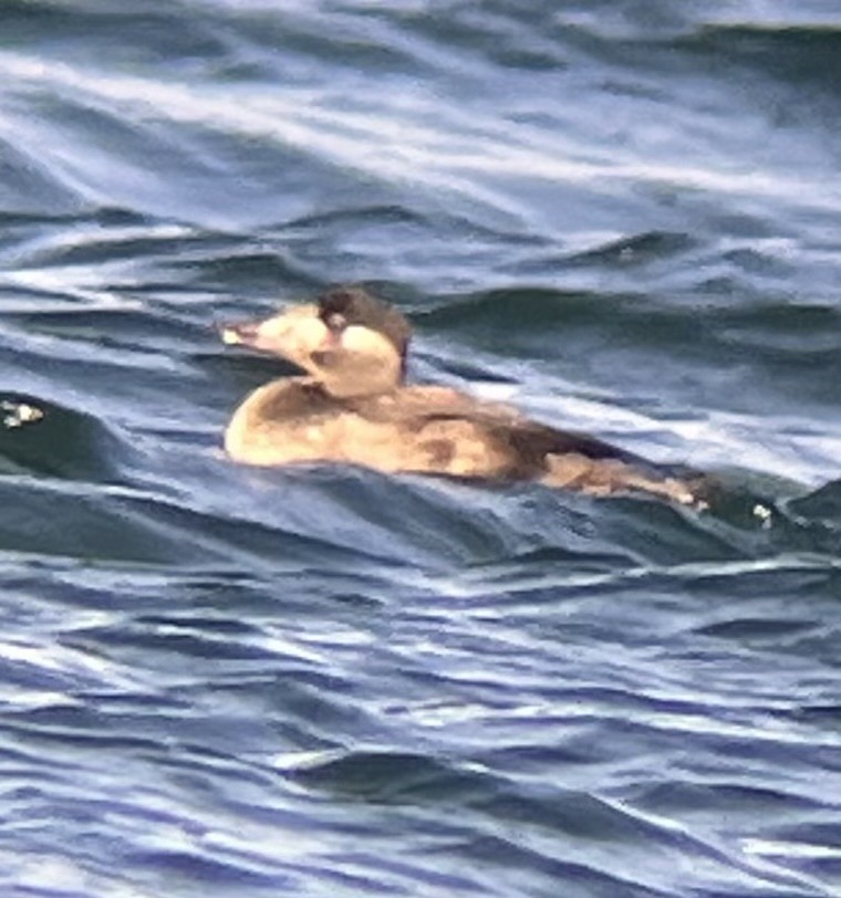Surf Scoter - ML646536802