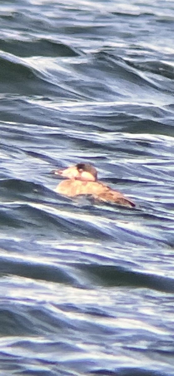 Surf Scoter - ML646536803