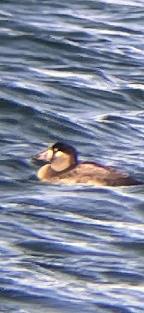 Surf Scoter - ML646536804