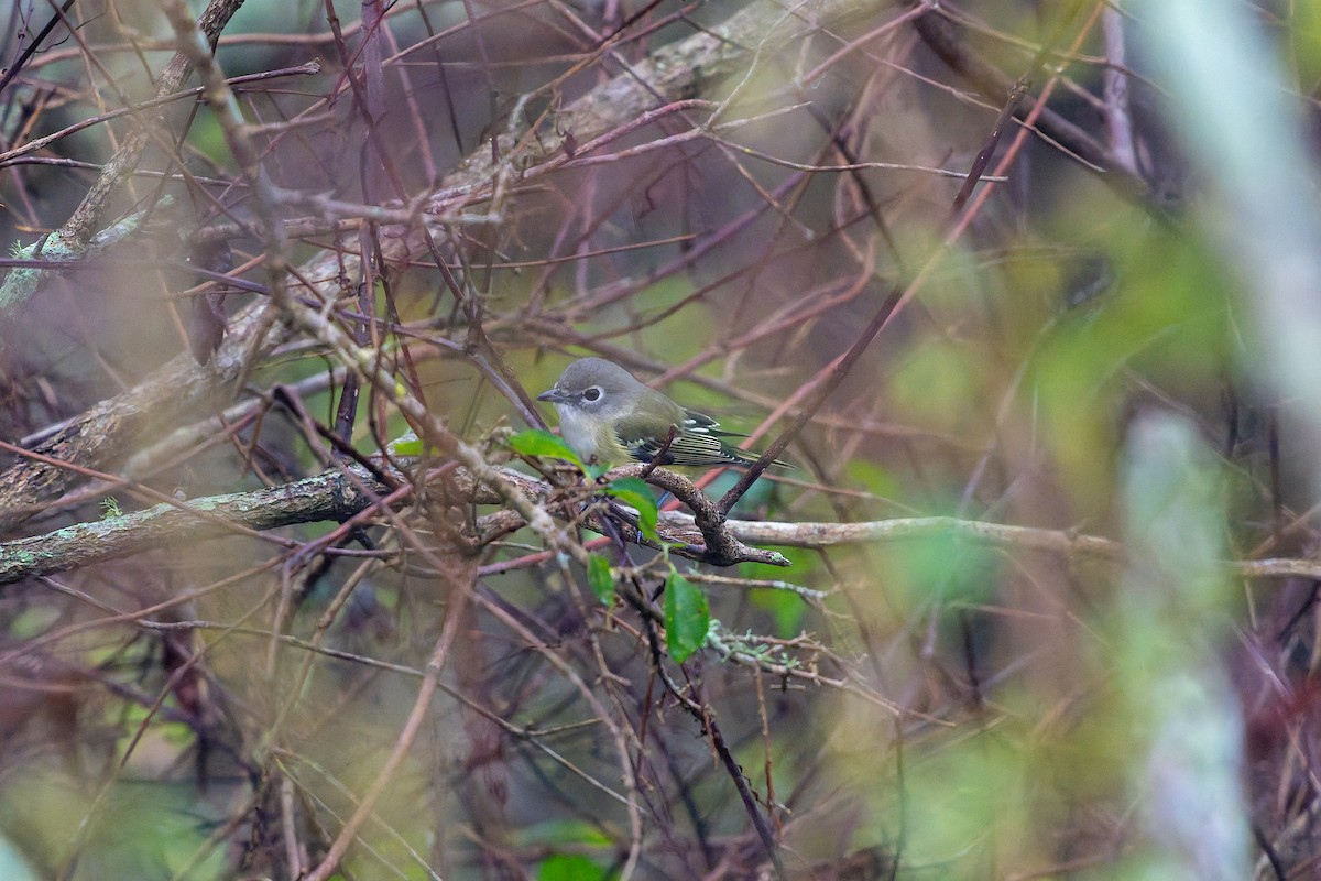 Blue-headed Vireo - ML646536806