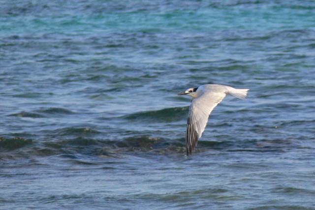 rybák severní - ML646536807