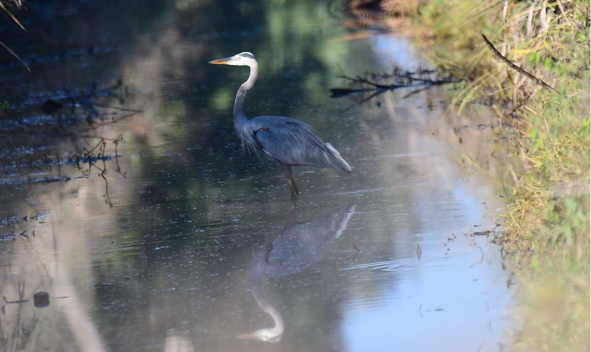 Great Blue Heron - ML646536808