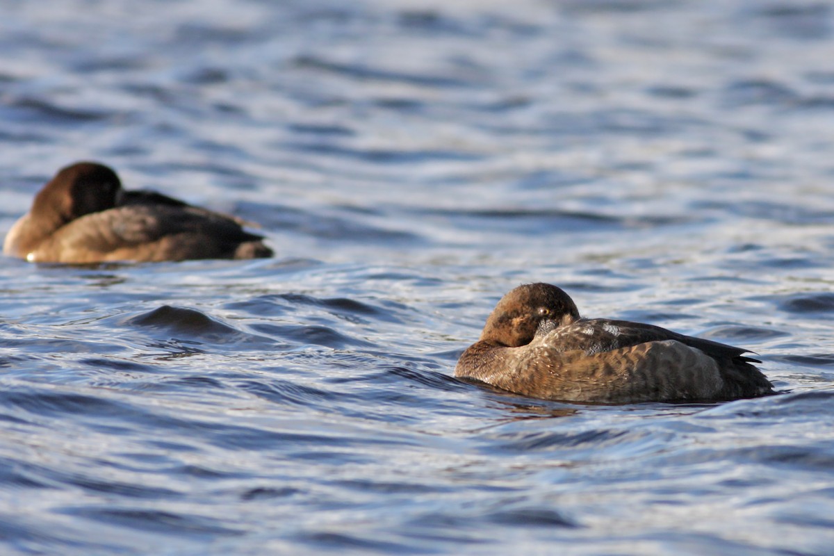 斑背潛鴨 - ML646536809