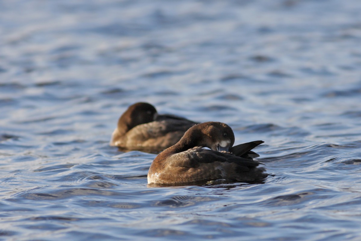 斑背潛鴨 - ML646536810