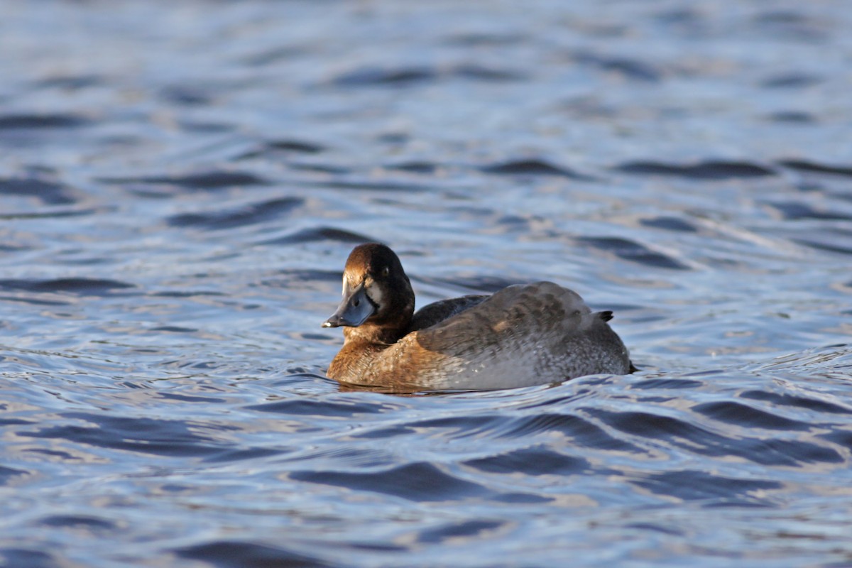 斑背潛鴨 - ML646536811