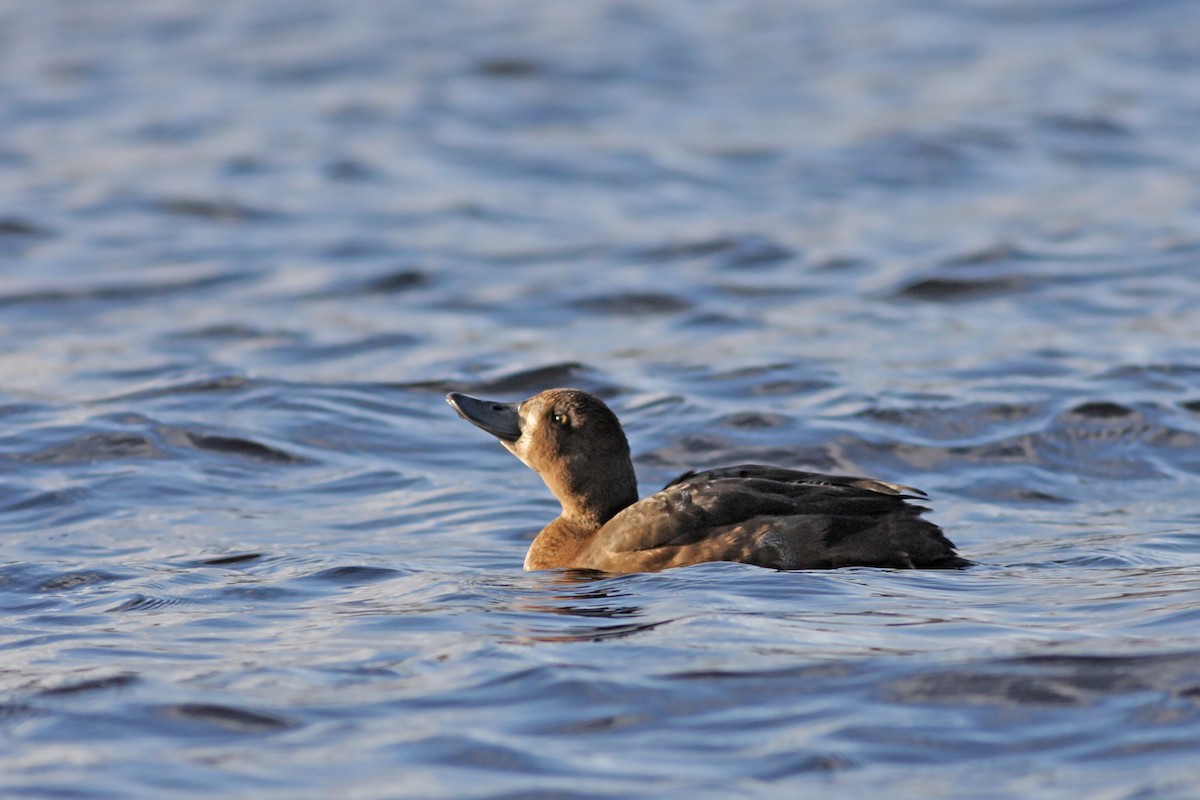 斑背潛鴨 - ML646536812