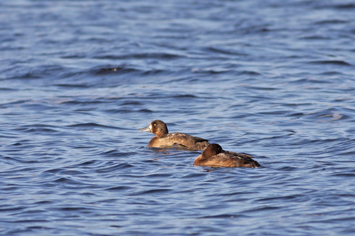 斑背潛鴨 - ML646536813