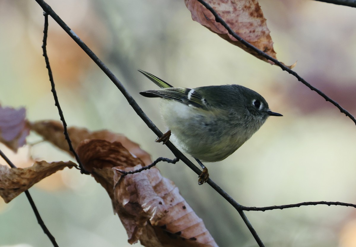 Ruby-crowned Kinglet - ML646536816