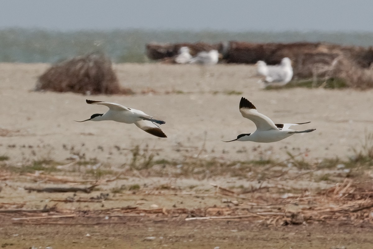 Шилоклювка - ML646536817