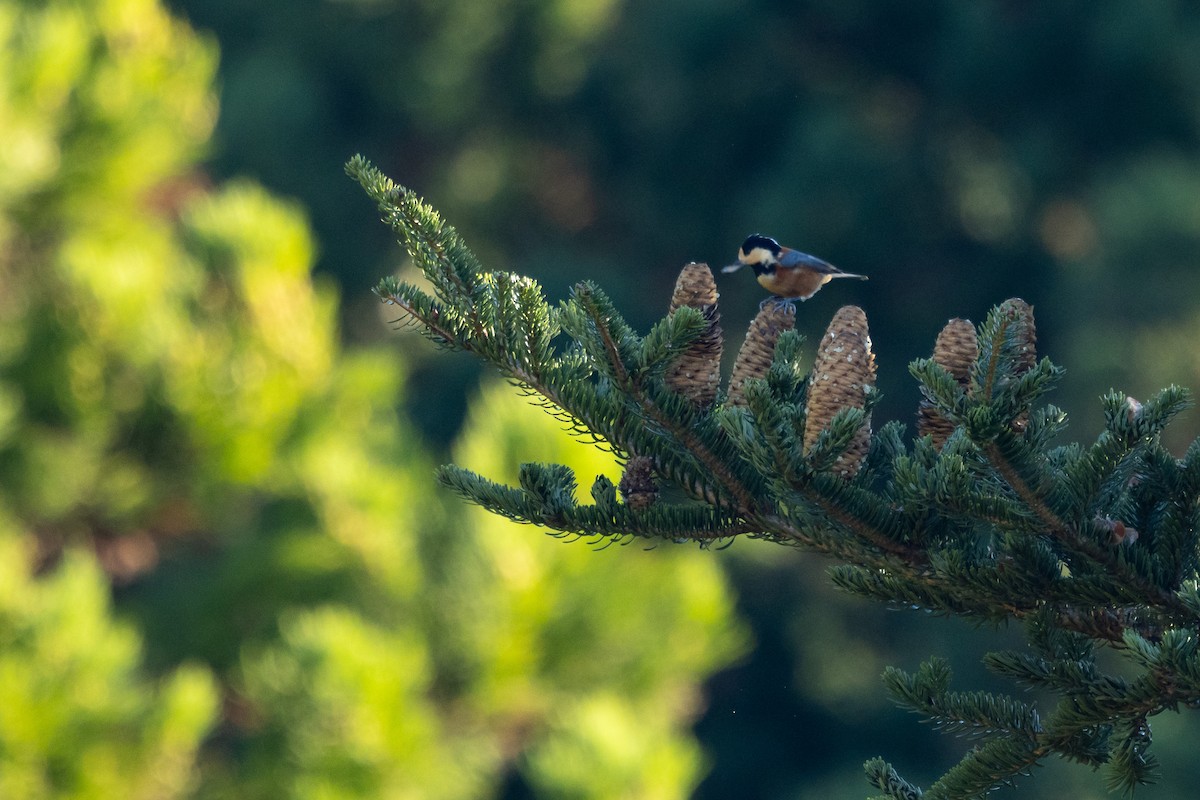 Гаїчка японська - ML646536818