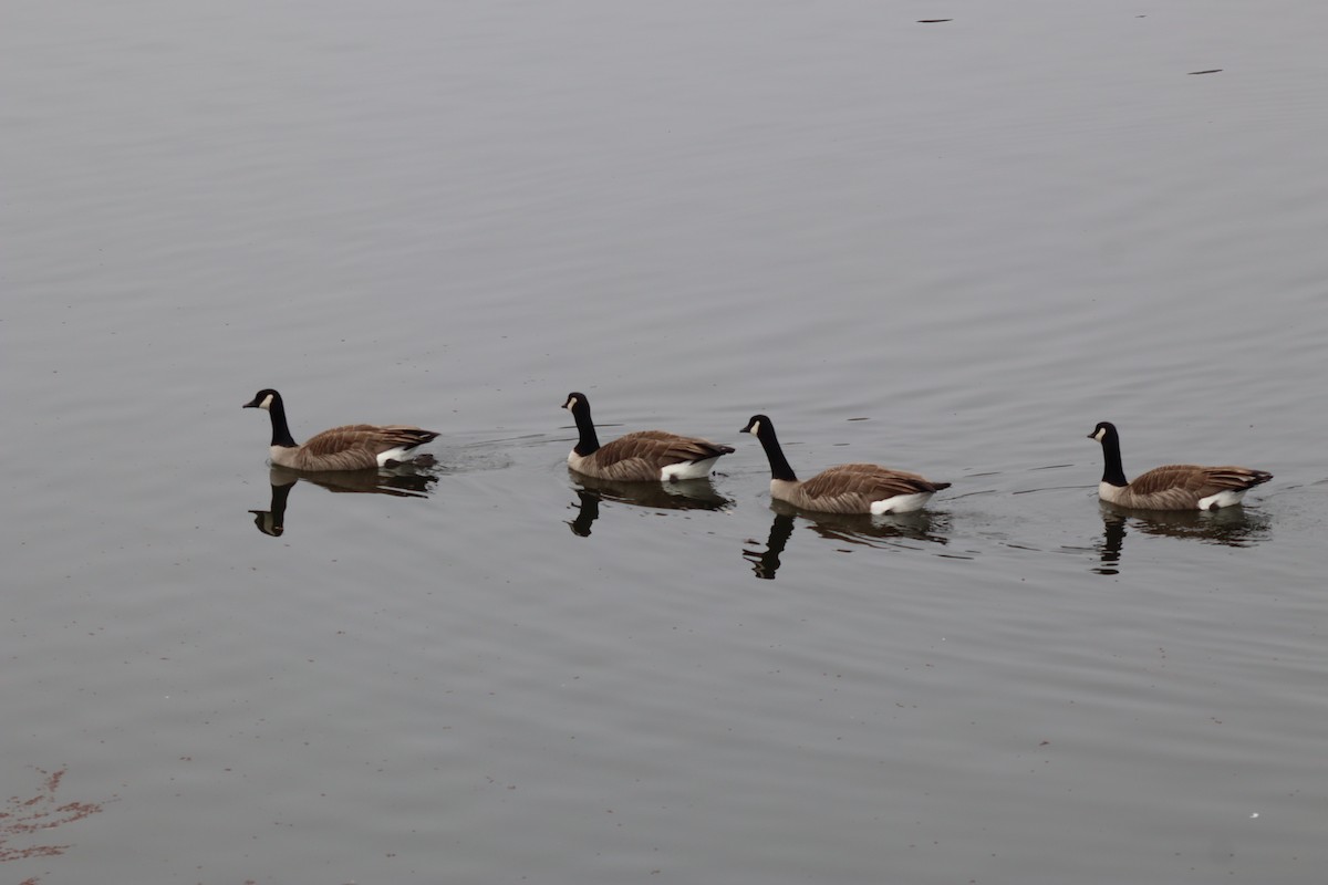 Канадская казарка - ML646536820