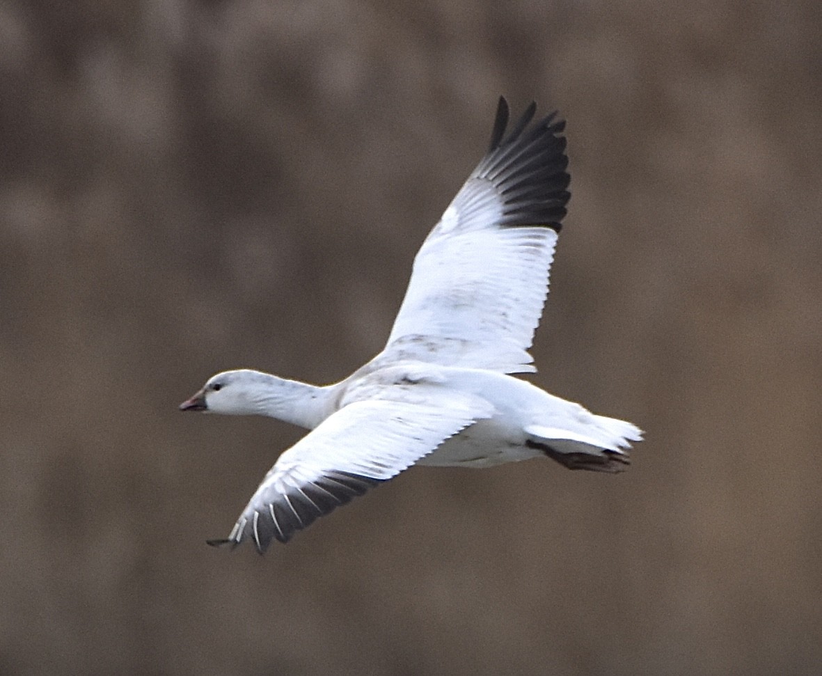 Ross's Goose - ML646536822