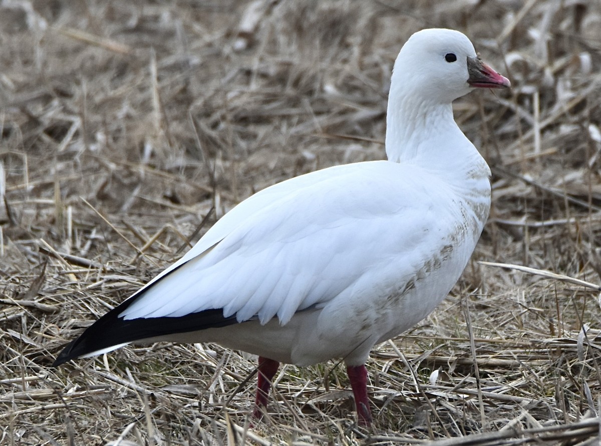 Ross's Goose - ML646536823