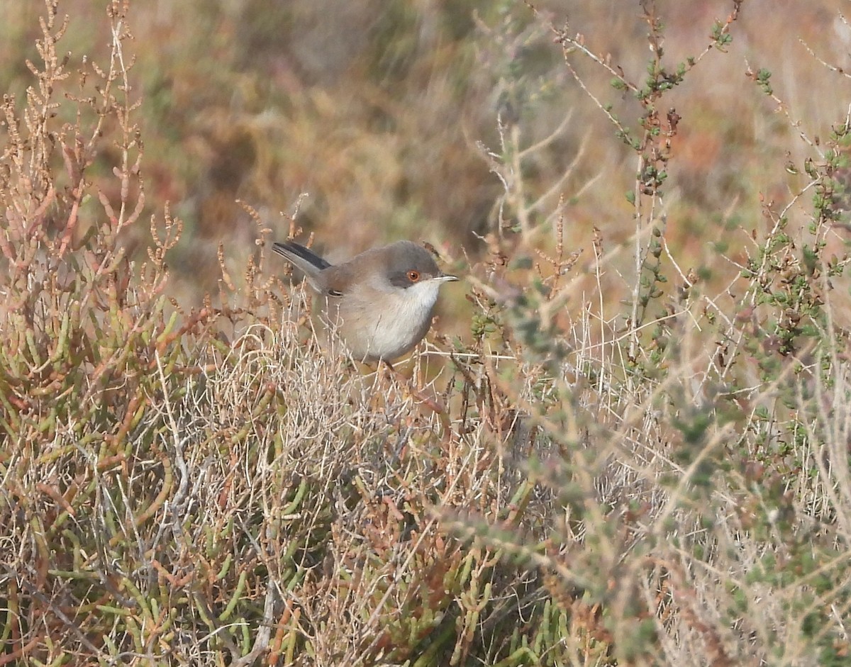 Sardinian Warbler - ML646536825