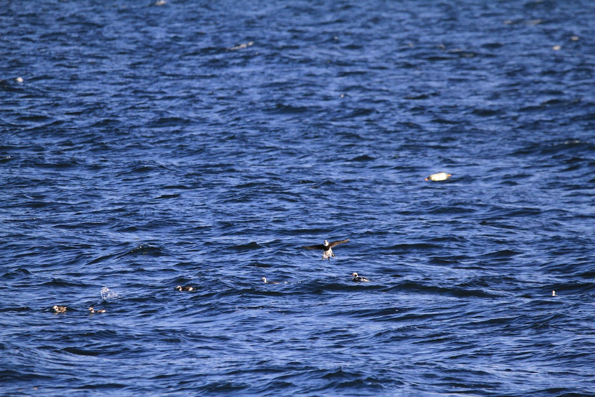 Long-tailed Duck - ML646536826