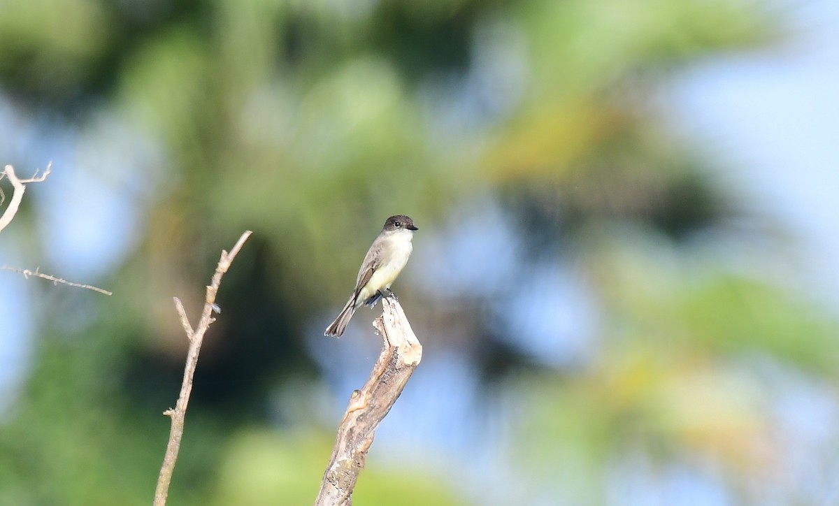 Eastern Phoebe - ML646536828
