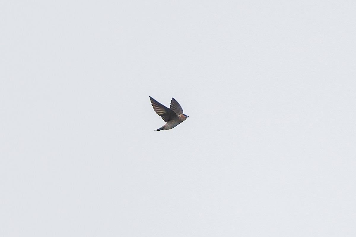 Cave Swallow - ML646536832