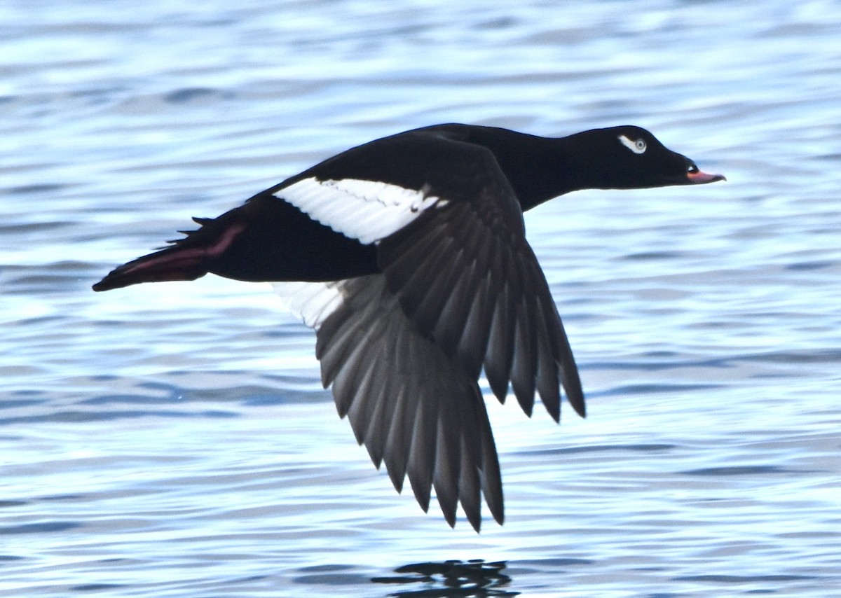 Black Scoter - ML646536833