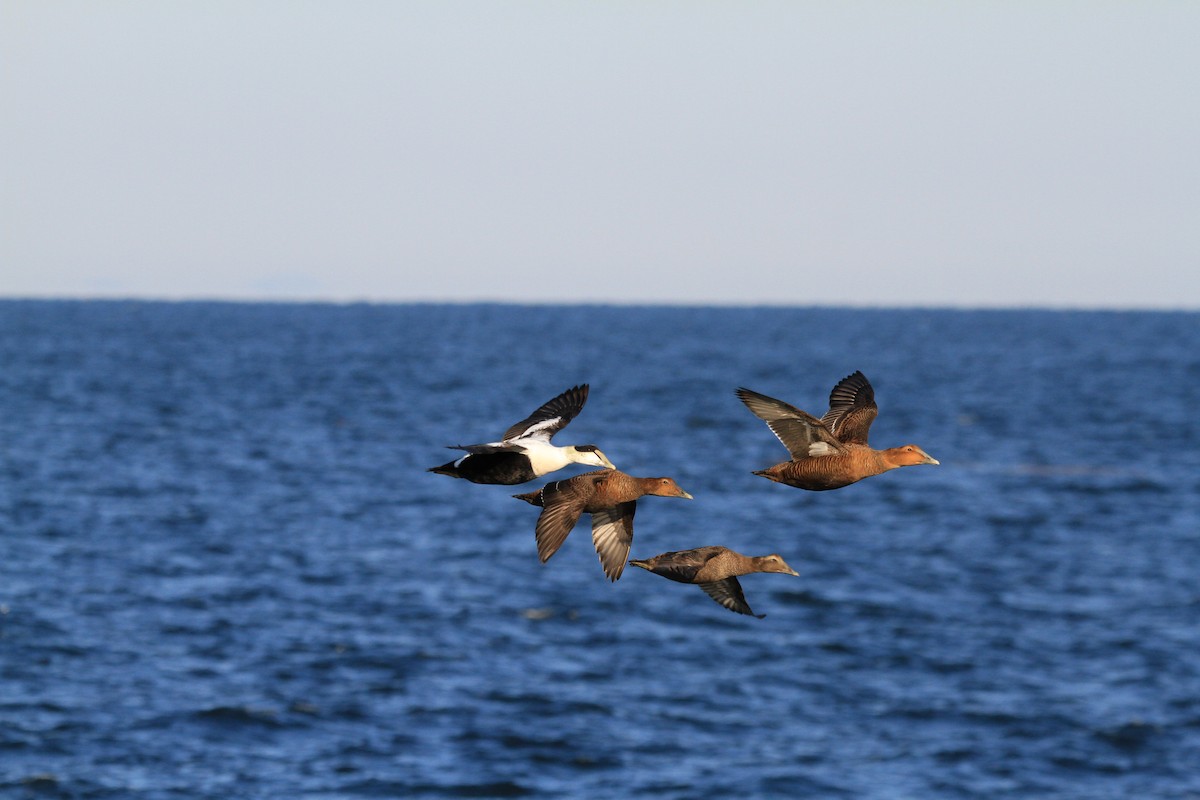 Common Eider - ML646536834