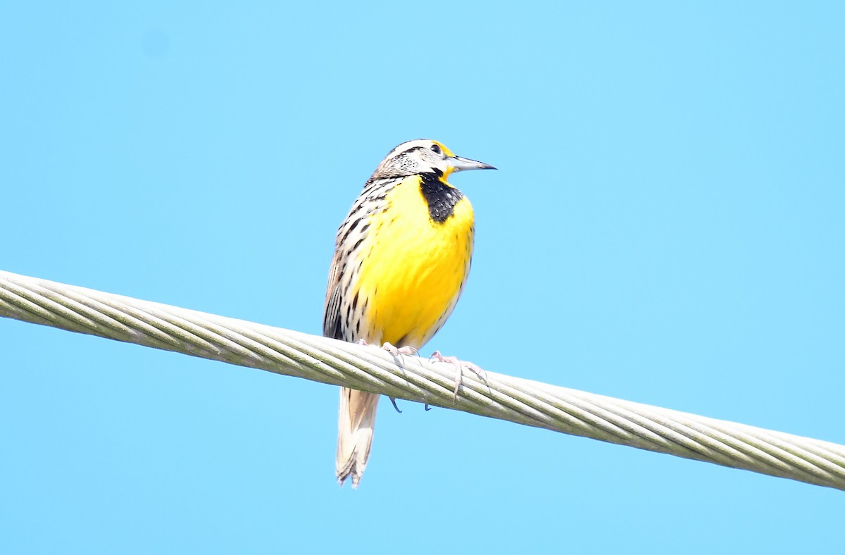 Eastern Meadowlark - ML646536836