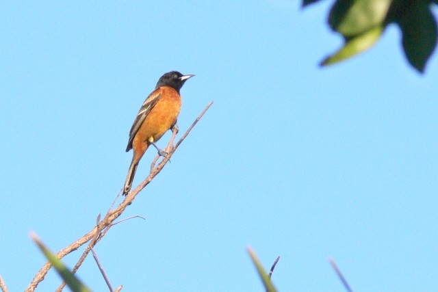 Orchard Oriole - ML646536837