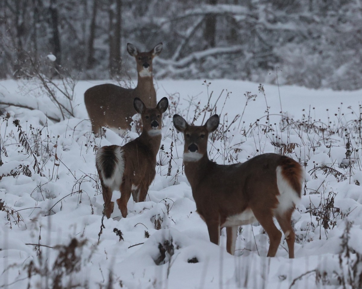 Animals - ML646536838