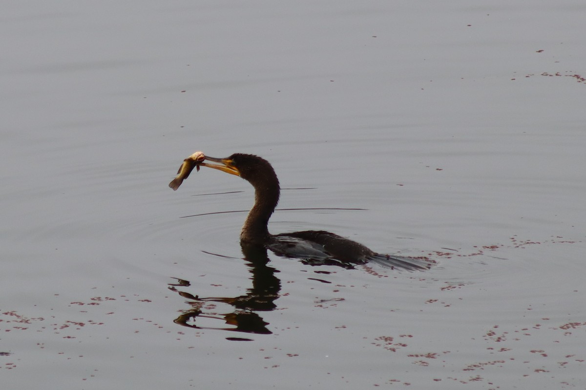 Ушастый баклан - ML646536839