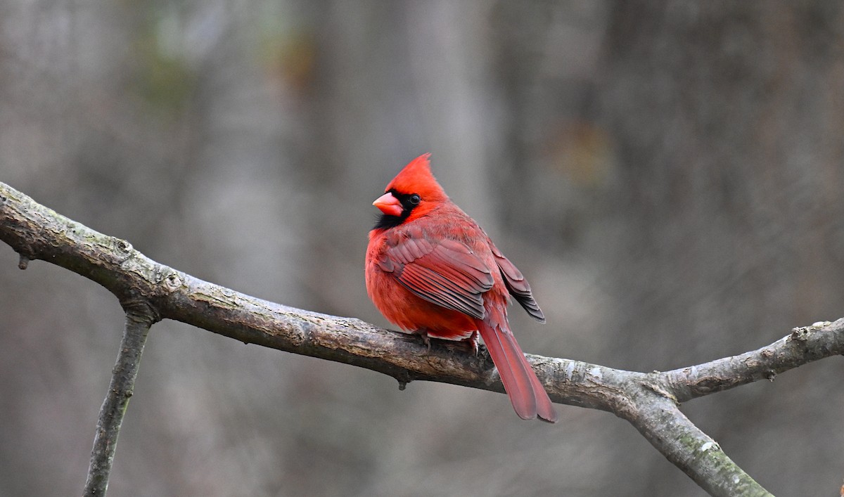 Northern Cardinal (Common) - ML646536840