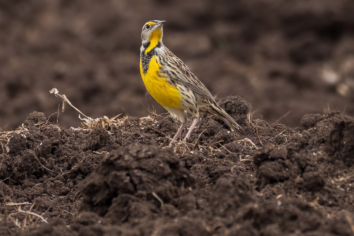 ヒガシマキバドリ - ML646536841