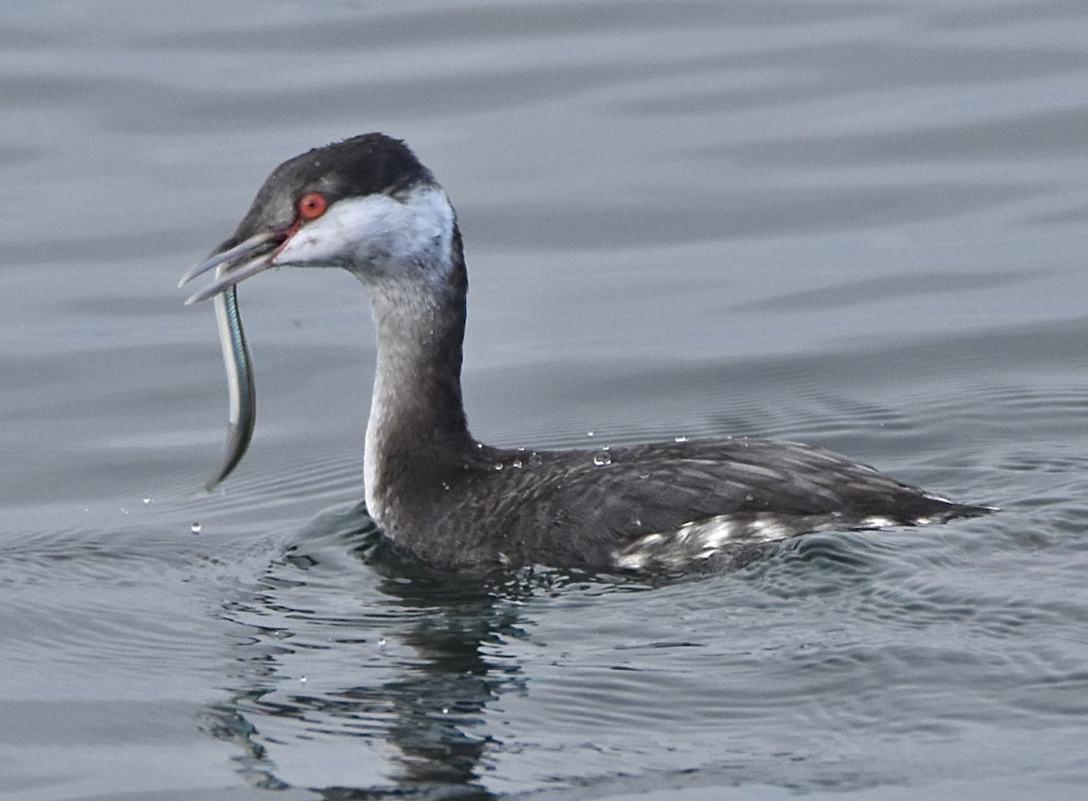 角鸊鷉 - ML646536842