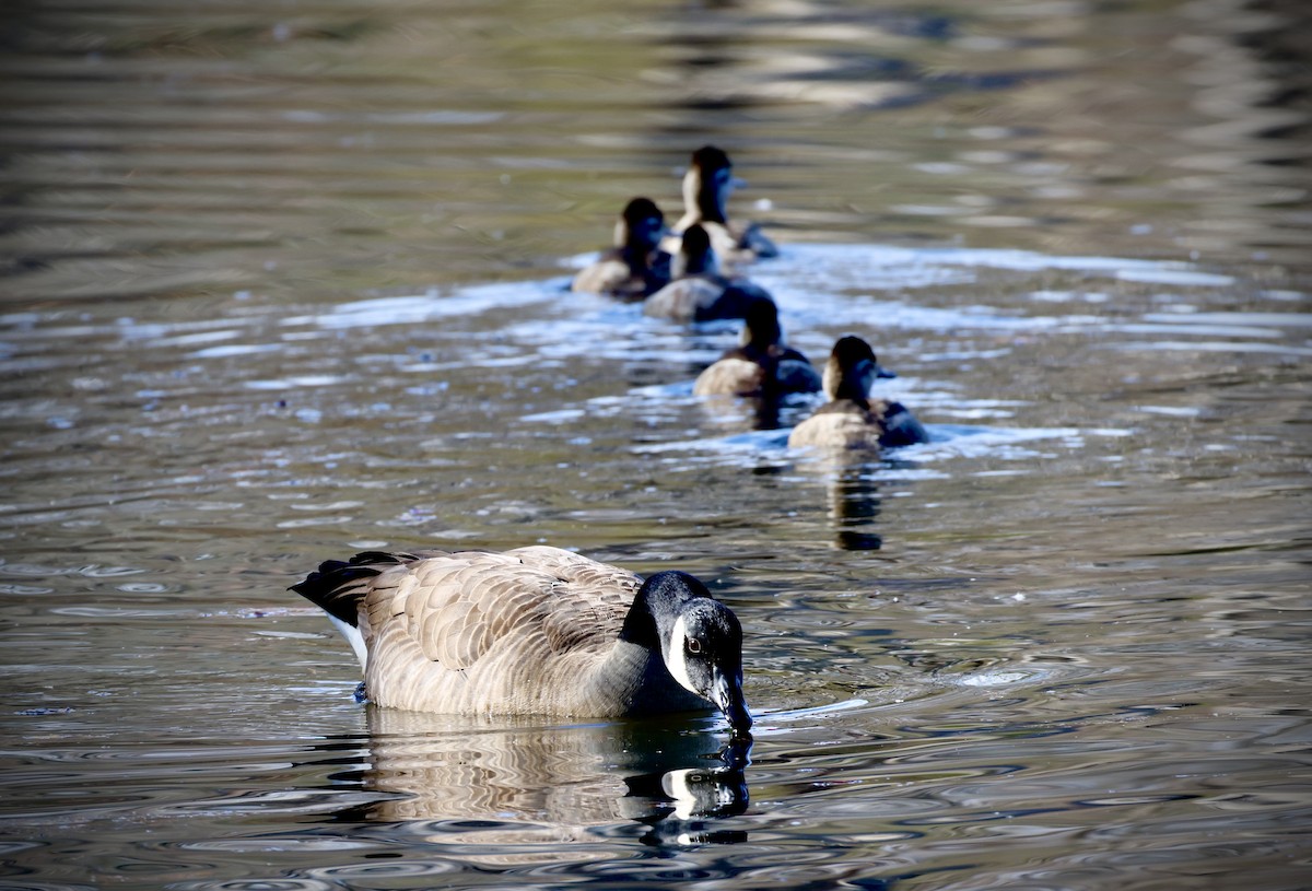 Canada Goose - ML646536844