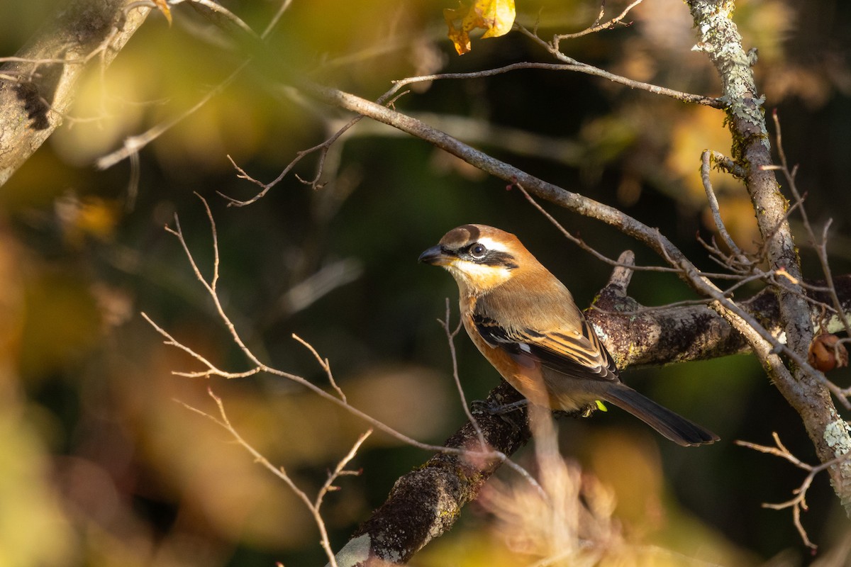 Сорокопуд японський - ML646536845