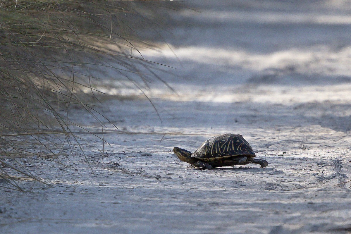 Animals - ML646536848