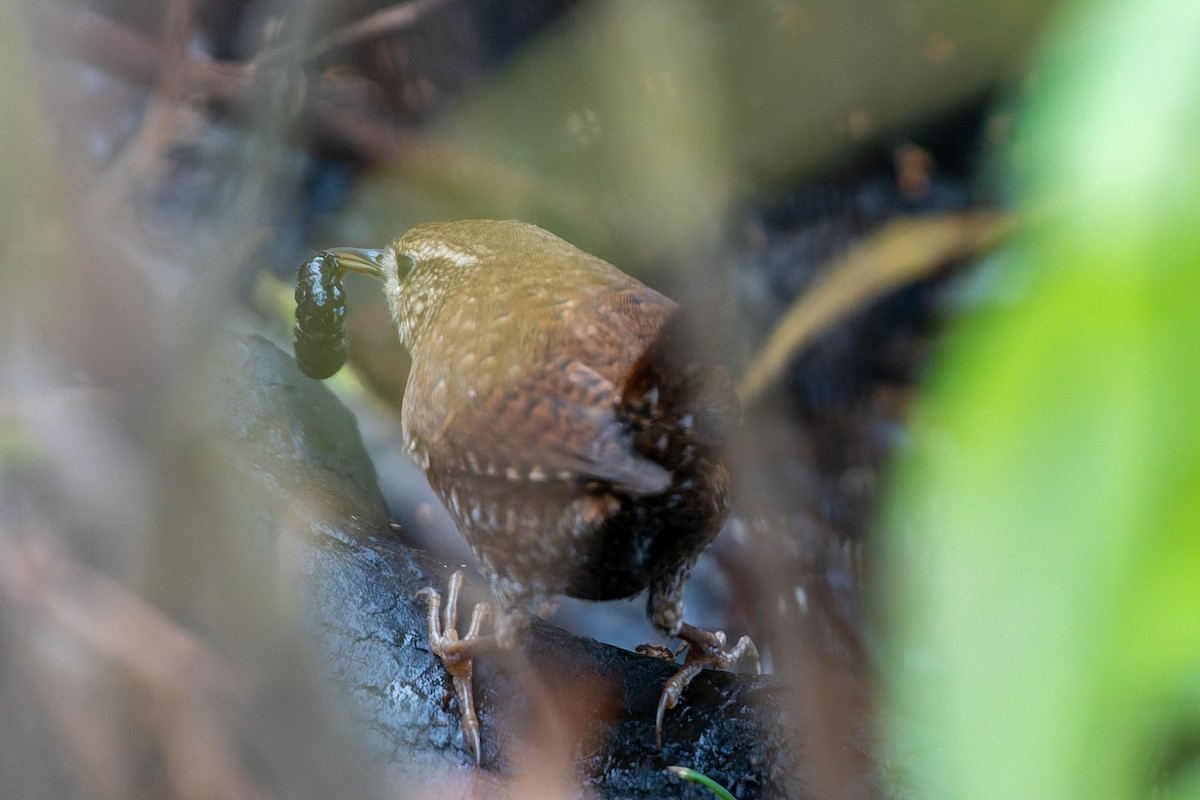 Winter Wren - ML646536849