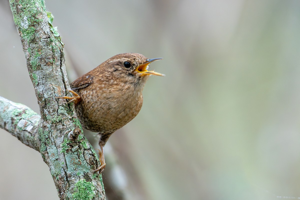 Winter Wren - ML646536850