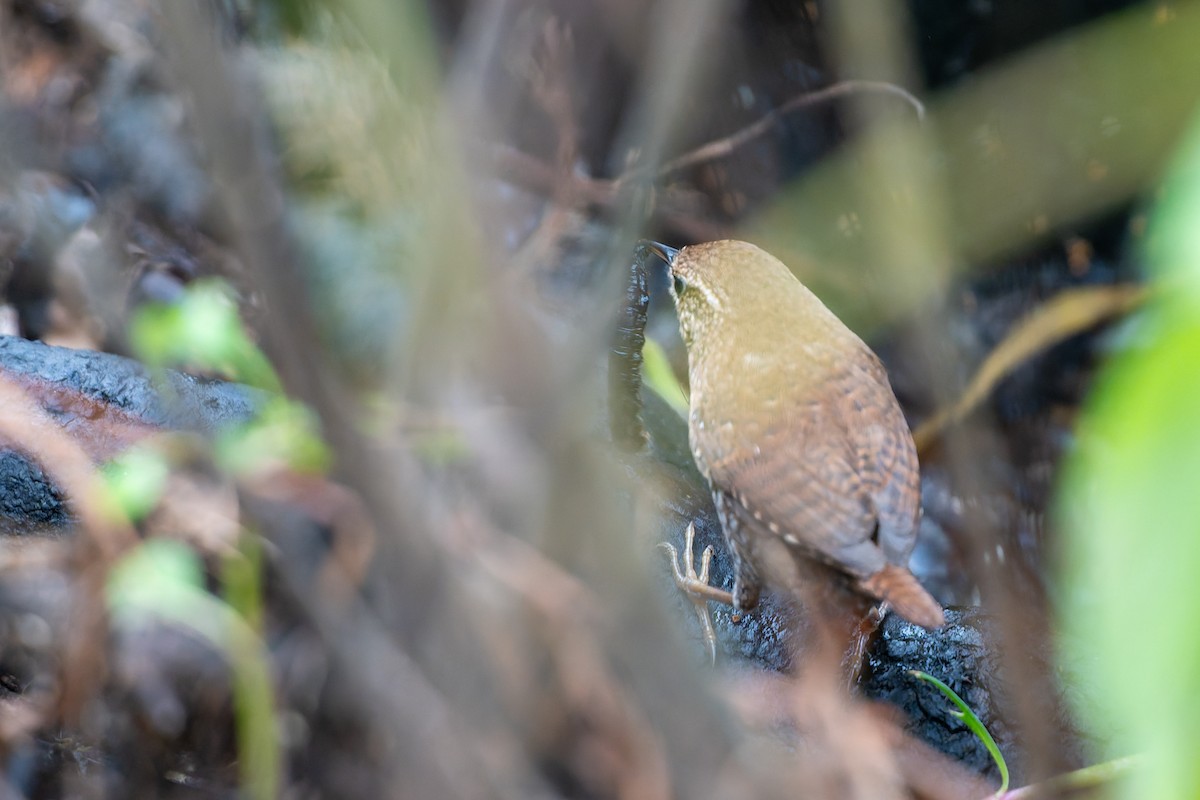 Winter Wren - ML646536851