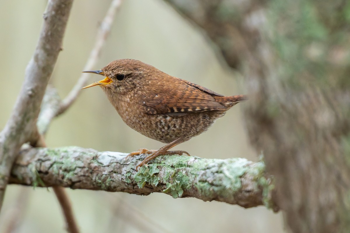 Winter Wren - ML646536852