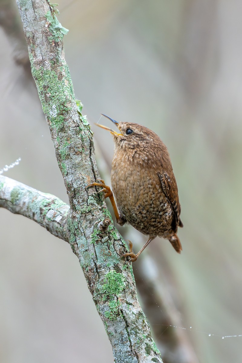Winter Wren - ML646536853